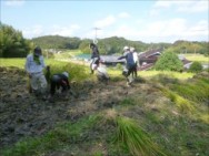 10月　稲刈り